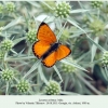 lycaena ochimus georgia male 2